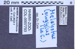 Etikette zu Melanotus longulus (LeConte, 1853) (NHMW-ZOO-COL-0007793)